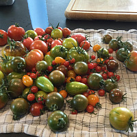 charlottes tomater