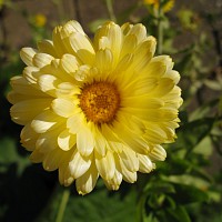 gul blomst