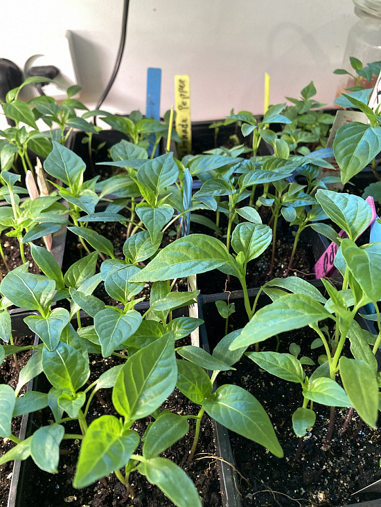 Chiliplanter i februar