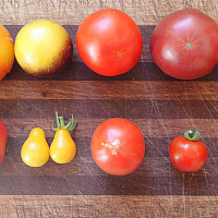 Ti forskellige frøfaste tomater