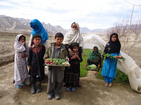 Høst fra vinterdrivhus i Afghanistan